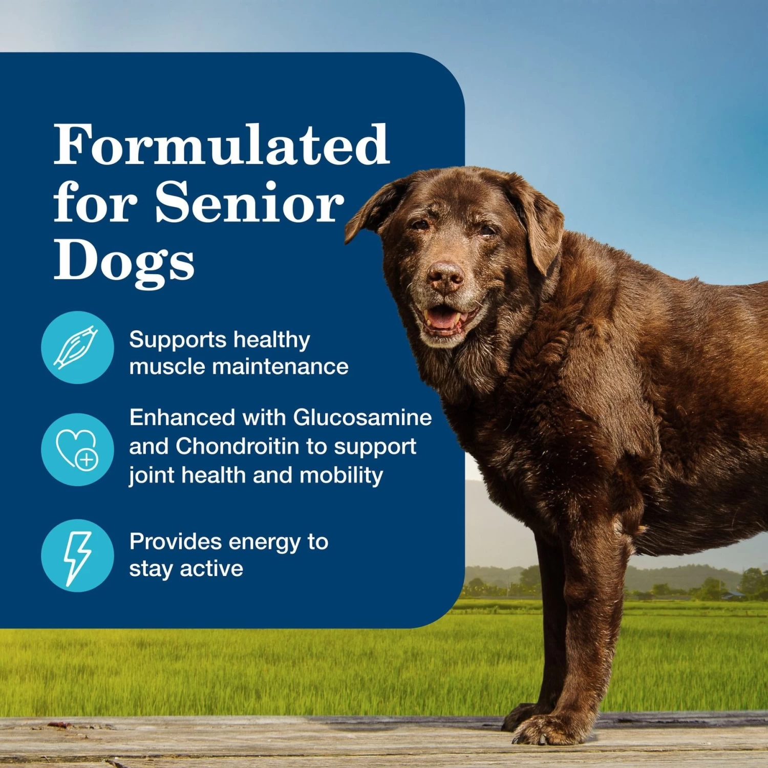 Blue Buffalo Homestyle Recipe Senior Chicken Dinner With Garden Vegetables Canned Dog Food - Image 5