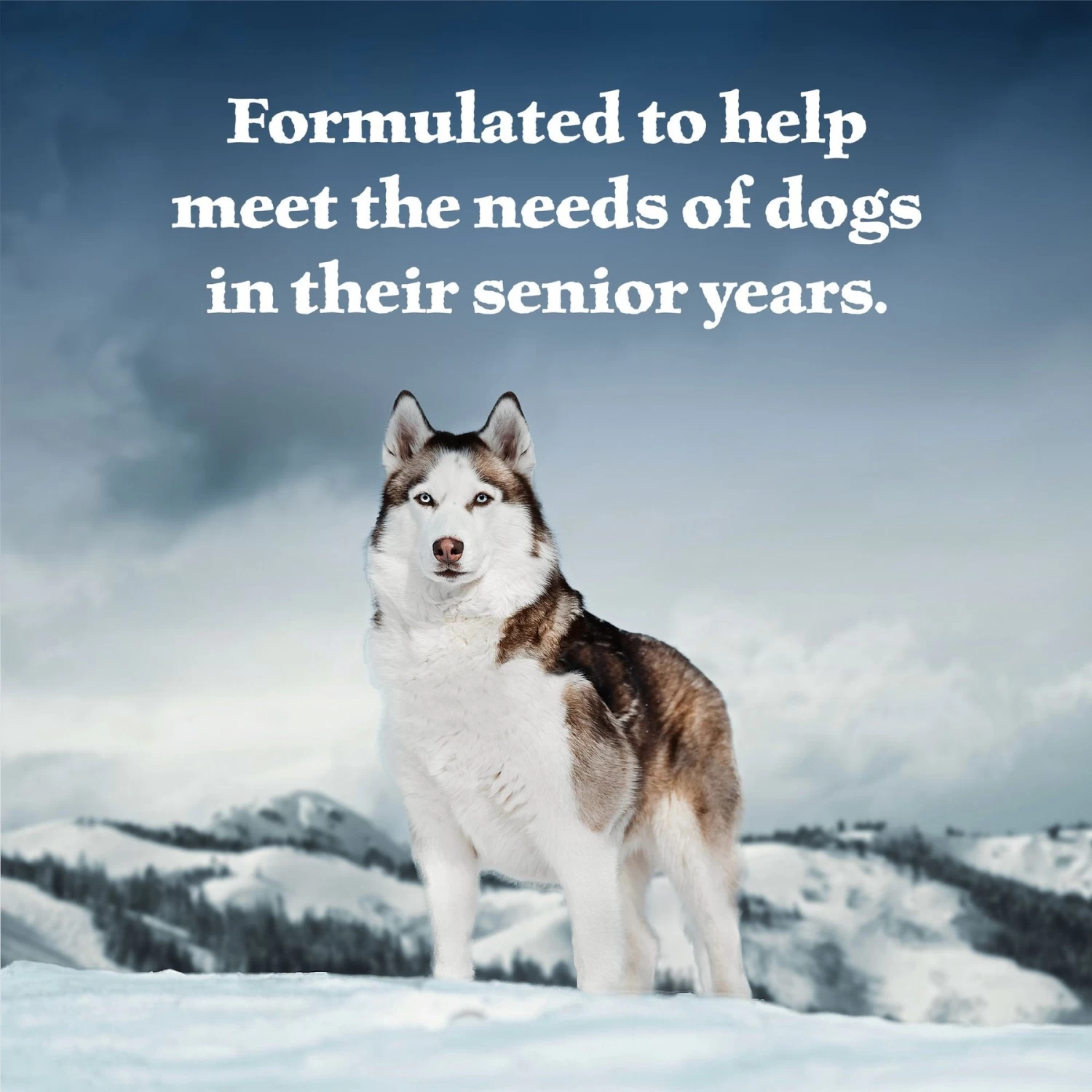 Blue Buffalo Wilderness Turkey & Chicken Grill Grain-Free Senior Canned Dog Food - Image 4