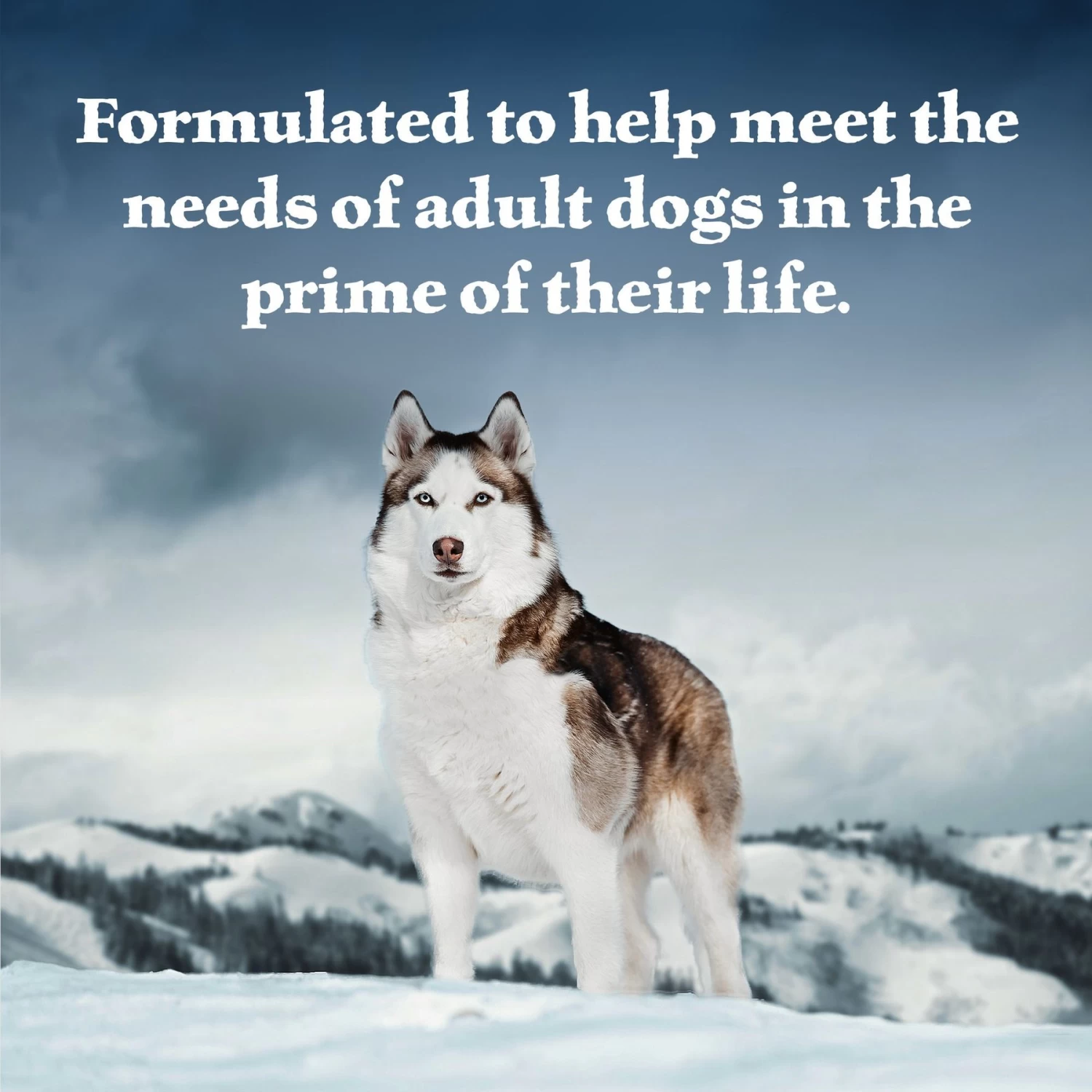 Blue Buffalo Wilderness Wolf Creek Stew Savory Salmon Stew Grain-Free Adult Canned Dog Food - Image 4