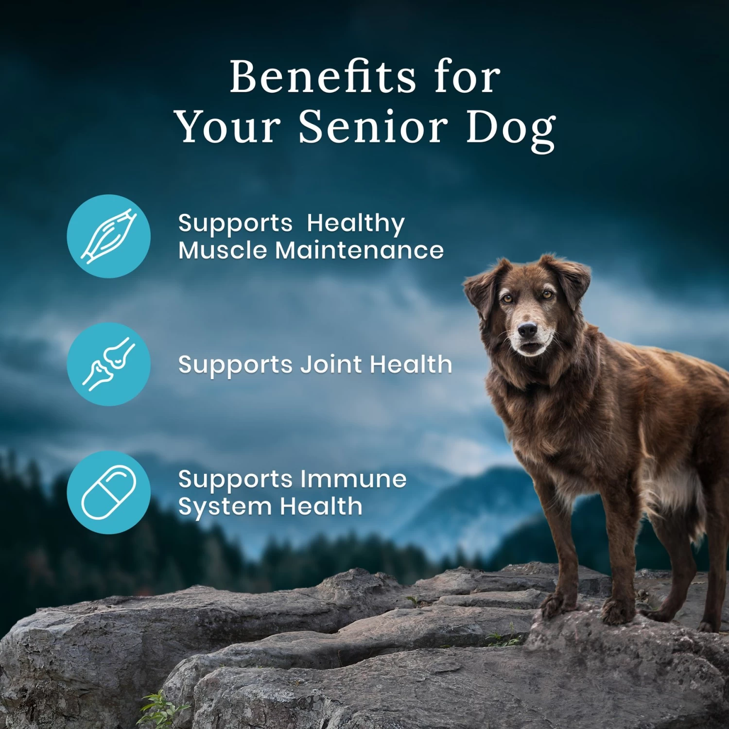 Blue Buffalo Blue Wilderness Premier Blend With Meaty Cuts Chicken Senior Dry Dog Food - Image 7