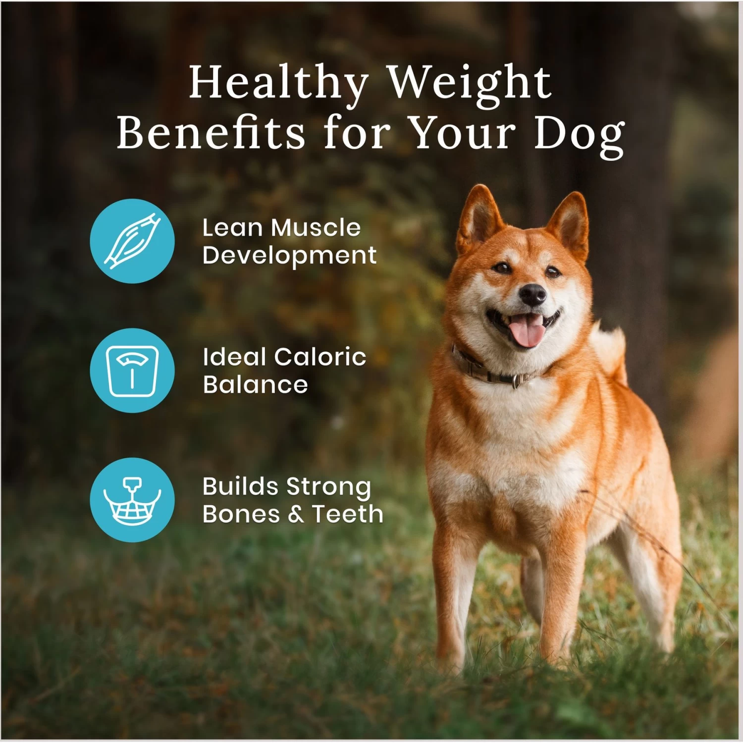 Blue Buffalo Wilderness Healthy Weight Adult High Protein Natural Chicken & Wholesome Grains Dry Dog Food & Blue Buffalo Wilderness Trail Treats Grain-Free Duck Biscuits Dog Treats - Image 5