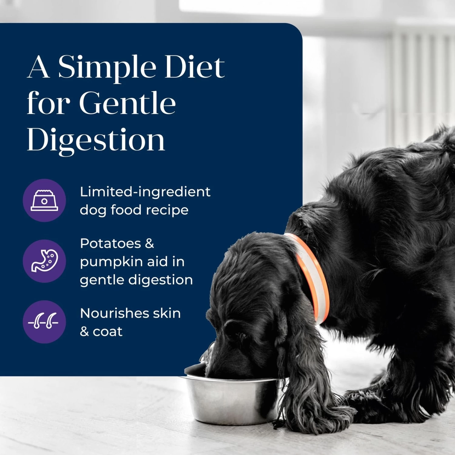 Blue Buffalo Basics Skin & Stomach Care Grain-Free Turkey & Potato Senior Canned Dog Food - Image 3