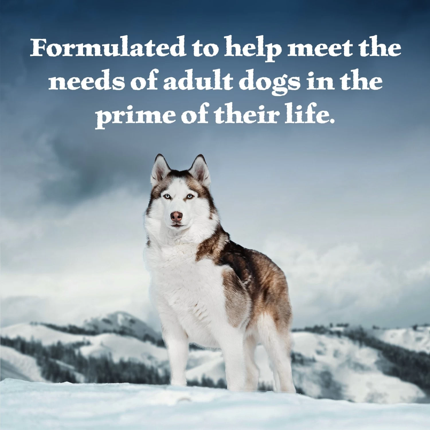 Blue Buffalo Wilderness Denali Dinner With Wild Salmon, Venison & Halibut Grain-Free Canned Dog Food - Image 3