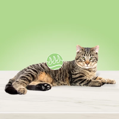 Blue Buffalo True Solutions Perfect Coat Skin And Coat Care Salmon Flavor Adult Dry Cat Food - 11lb - Image 2