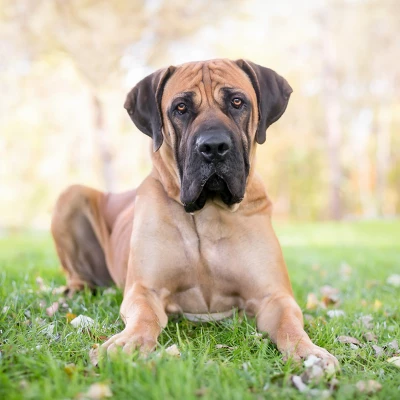 Blue Buffalo Life Protection Healthy Weight Chicken & Brown Rice Recipe Large Breed Adult Dry Dog Food - 30lbs - Image 5