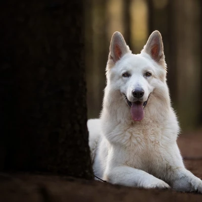 Blue Buffalo Wilderness Senior Dry Dog Food With Chicken Flavor - 28lbs - Image 5