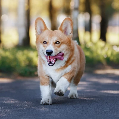 Blue Buffalo Life Protection Formula Natural Adult Dry Dog Food With Chicken And Brown Rice - Image 5