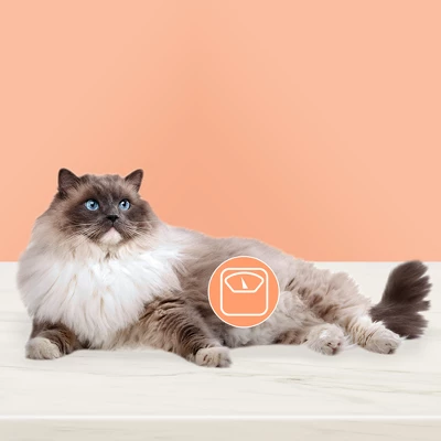 Blue Buffalo True Solutions Fit And Healthy Weight Control Chicken Flavor Adult Dry Cat Food - 11lb - Image 2