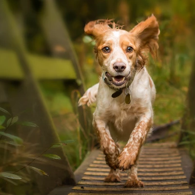 Blue Buffalo Wilderness High Protein Natural Small Breed Adult Dry Dog Food Plus Wholesome Grains With Chicken - 13lbs - Image 5