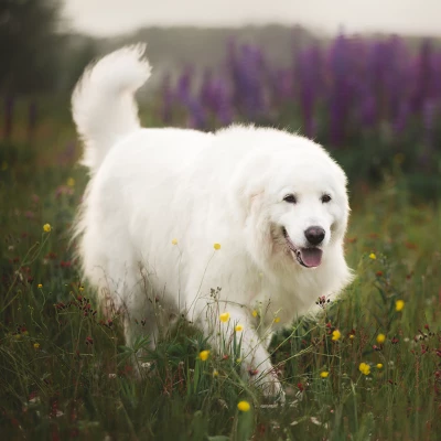 Blue Buffalo Life Protection Chicken & Brown Rice Recipe Large Breed Senior Dry Dog Food - 30lbs - Image 5