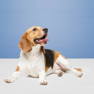 Blue Buffalo Heath Bar Mini To Go Multipack Apple And Yogurt Dry Dog Food - 12oz - Image 5